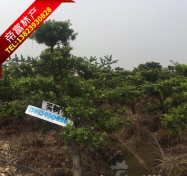 自家花场14-18分造型罗汉松图2