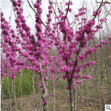 基地直销紫荆树 丛生紫荆 满条红庭院观赏花卉 园林道路美化紫荆