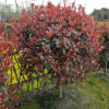 四川成都大量批发 红叶石楠 小苗 球形 高杆