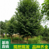 基地直销含笑树 批发行道树2-20公分乐昌含笑树苗 风景树大量供应