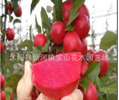 优质品种 红肉苹果苗 苹果树苗 水果树苗批发 盆栽地在 当年结果