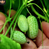拇指西瓜种子迷你西瓜 微型 可留种 蔬菜水果种子 10粒