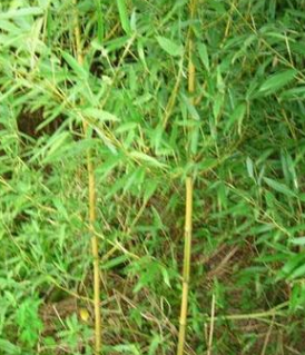 山东省农林科技开发有限公司 竹子 高100-300cm 优质淡竹 特价
