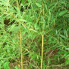 山东省农林科技开发有限公司 竹子 高100-300cm 优质淡竹 特价