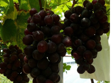 湖南果苗批发优质进口葡萄种苗 黑蜜葡萄苗 支持混批 玫瑰香味