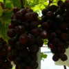湖南果苗批发优质进口葡萄种苗 黑蜜葡萄苗 支持混批 玫瑰香味