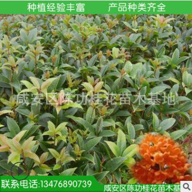 桂花树苗批发丹桂 状元红 苗木 10-30cm 浓香型庭院植物自产自销图2