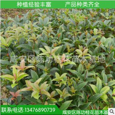 桂花树苗批发丹桂 状元红 苗木 10-30cm 浓香型庭院植物自产自销图3