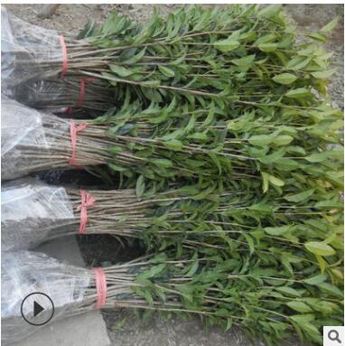 桂花树苗批发丹桂状元红100-180cm浓香型庭院植物图3