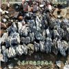 水族青龙石、青龙石精品直纹石、条石产地直销批发
