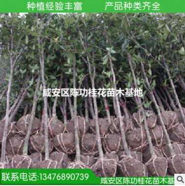 金桂小苗3公分 承接绿化工程 精品桂花苗咸宁桂花苗 桂花树苗批发