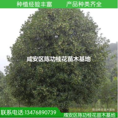 现货供应优质大桂花树35公分桂花大树 八月桂花树 咸宁桂花树图3