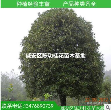 现货供应优质大桂花树35公分桂花大树 八月桂花树 咸宁桂花树图2