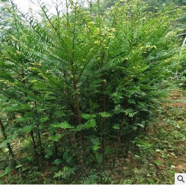 正宗南方红豆杉树苗盆栽地栽红豆杉盆景绿植盆栽花卉红豆杉树苗图2