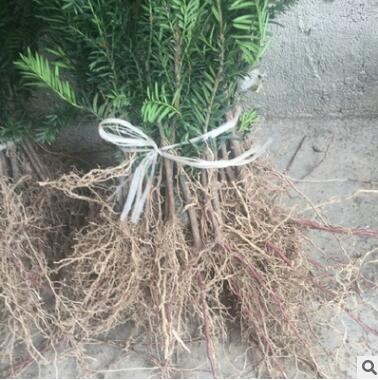 正宗南方红豆杉树苗盆栽地栽红豆杉盆景绿植盆栽花卉红豆杉树苗图3