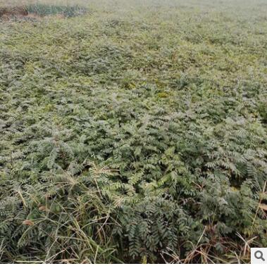 基地直销紫穗槐树工程苗木 防风固沙价格优惠紫穗槐苗 规格齐全图3