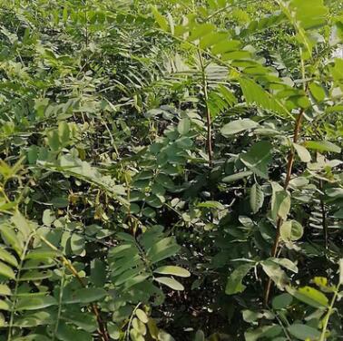 基地直销紫穗槐树工程苗木 防风固沙价格优惠紫穗槐苗 规格齐全图2