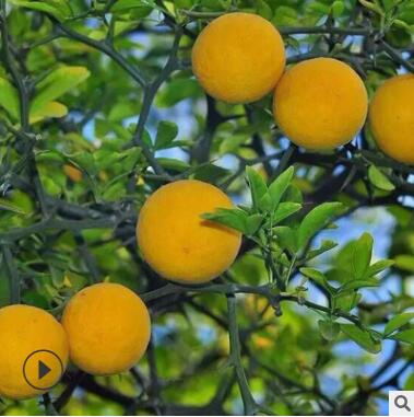 枸橘苗基地培育嫁接枸橘树苗带刺篱笆用枳壳苗规格齐全易成活图3