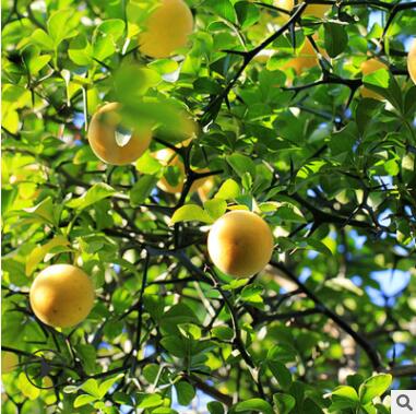 枸橘苗基地培育嫁接枸橘树苗带刺篱笆用枳壳苗规格齐全易成活图2