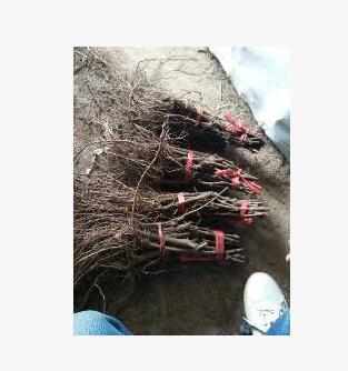 山东葡萄苗供应红宝石葡萄苗优质红宝石葡萄苗价低可盆栽图3