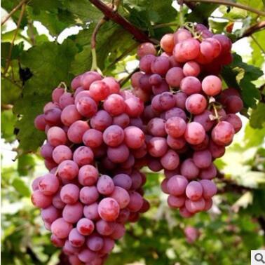 山东葡萄苗供应红宝石葡萄苗优质红宝石葡萄苗价低可盆栽图2