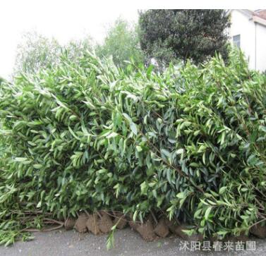 基地直销专供500万法国冬青珊瑚树 规格齐全 法国冬青小苗图2