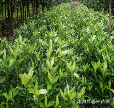 基地直销专供500万法国冬青珊瑚树 规格齐全 法国冬青小苗图3