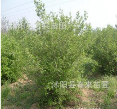 基地直销优质金银木 绿化灌木 规格齐全货源充足图3