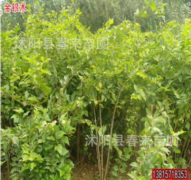 基地直销优质金银木 绿化灌木 规格齐全货源充足图2