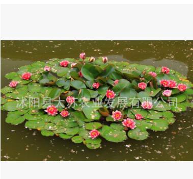 大睡莲睡莲根块水培植物池塘水池睡莲种苗大睡莲花根茎莲藕荷花图2