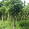 绿化树法桐 枝叶茂盛净化空气法桐 品质保证量大从优