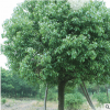 厂家直销 品质保证绿化乔木花卉苗木 园林庭院绿化苗木香樟树