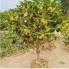 批发供应 桂花树苗 桂花苗 桂花树 八月金桂绿化苗木 基地直销