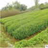 常年供应苗木小叶女贞苗 树苗 工程绿化苗木 小叶女贞球批发
