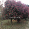 红叶石楠分支点1米2的米径10公分