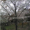 早樱胸径6-15公分