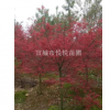 6-10cm红枫