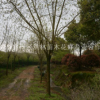 重阳木8-35cm