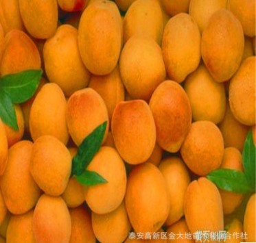 油杏 杏树苗温度要求 浇水频率 怎样施肥 怎样运输