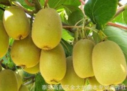 黄金果 猕猴桃苗产量高 品种齐全 多买多优惠 提供种植技术