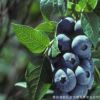 直销芭尔德温蓝莓树苗 兔眼系列 薄雾 优质组培蓝莓苗 带土发货