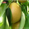 水晶梨树苗 科学管理 优质批发采购 种植管理