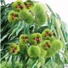 燕红板栗树苗 怎样种植可以高产 简介行情 诚信苗木