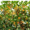 肥西桂花*新价格,安徽肥西桂花苗圃