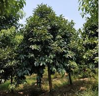 苦丁茶 8-13公分苦丁茶 大叶冬青 浙江苦丁茶