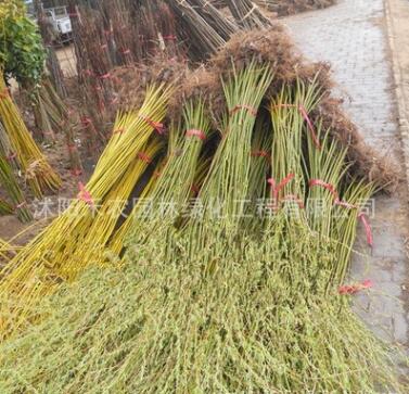黄金柳 金丝垂柳 垂柳树苗 垂杨柳树苗 大小规格齐全 基地直销图3