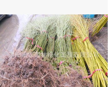 黄金柳 金丝垂柳 垂柳树苗 垂杨柳树苗 大小规格齐全 基地直销图2