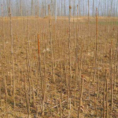 中国国树 银杏树苗 白果树苗 果树苗 银杏小苗 银杏苗图2