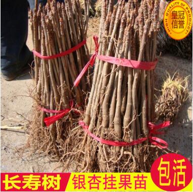 中国国树 银杏树苗 白果树苗 果树苗 银杏小苗 银杏苗图3