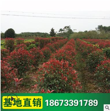 红叶石楠球 彩色工程园林绿化工程苗木 批发图3